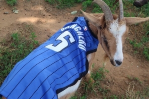 搞事？魔術(shù)官媒曬2頭羊（GOAT）身穿班凱羅&小瓦格納球衣的照片