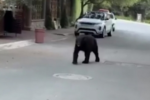 熊出沒！太陽報(bào)：前馬競前鋒科雷亞抱女兒出門，遇到一只熊