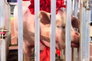 五華“縣超”總決賽：橫陂隊4-2轉(zhuǎn)水隊奪冠，獎品是一頭豬豬