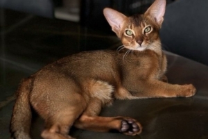 巴舒亞伊的愛(ài)貓出車(chē)禍需手術(shù)，球員社媒發(fā)文尋求另一只貓獻(xiàn)血