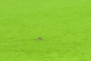 老鼠闖入球場??庫爾圖瓦想抓住但失手，威爾士球員將其驅(qū)趕出場