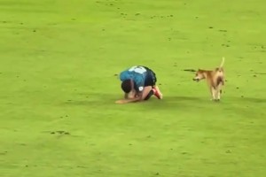 狗狗進(jìn)場(chǎng)模仿球員受傷倒地…傷害性不大，侮辱性極強(qiáng)啊??