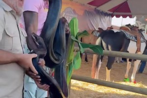 霍華德夫妻和蟒蛇玩耍，火花把蛇纏身上，嫂子嚇得撒腿跑